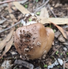 Amanita sp. at Denman Prospect, ACT - 31 Mar 2020