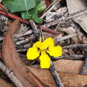 Goodenia hederacea subsp. hederacea at Denman Prospect, ACT - 31 Mar 2020