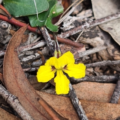 Goodenia hederacea subsp. hederacea (Ivy Goodenia, Forest Goodenia) at Block 402 - 30 Mar 2020 by AaronClausen