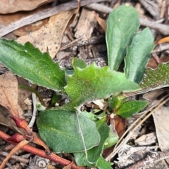 Goodenia hederacea subsp. hederacea at Denman Prospect, ACT - 31 Mar 2020