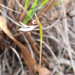 Eriochilus cucullatus at Denman Prospect, ACT - 31 Mar 2020