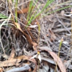 Eriochilus cucullatus at Denman Prospect, ACT - 31 Mar 2020