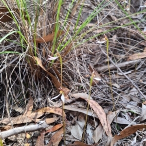 Eriochilus cucullatus at Denman Prospect, ACT - 31 Mar 2020