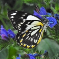 Belenois java (Caper White) at Jerrabomberra, ACT - 31 Mar 2020 by JohnBundock