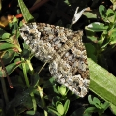 Chrysolarentia (genus) at Jerrabomberra, ACT - 31 Mar 2020 by JohnBundock