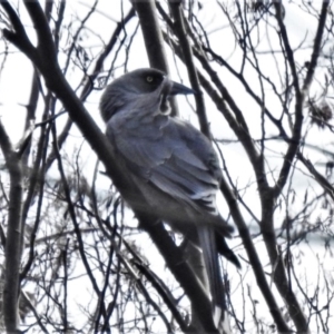 Strepera versicolor at Paddys River, ACT - 30 Mar 2020