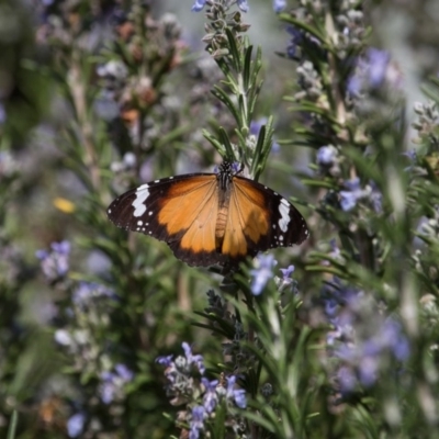 Danaus petilia (Lesser wanderer) at Murrumbateman, NSW - 30 Mar 2020 by SallyandPeter