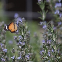 Danaus petilia at Murrumbateman, NSW - 31 Mar 2020