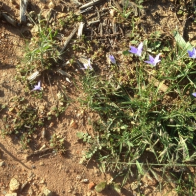 Wahlenbergia sp. (Bluebell) at Hughes Grassy Woodland - 31 Mar 2020 by jennyt