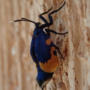 Cebysa leucotelus at Spence, ACT - 31 Mar 2020 01:26 PM