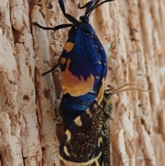 Cebysa leucotelus at Spence, ACT - 31 Mar 2020 01:26 PM