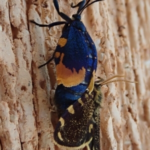 Cebysa leucotelus at Spence, ACT - 31 Mar 2020 01:26 PM