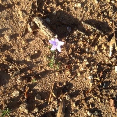 Wahlenbergia stricta subsp. stricta (Tall Bluebell) at Hughes Grassy Woodland - 31 Mar 2020 by jennyt
