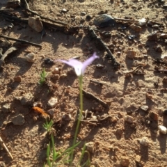 Wahlenbergia stricta subsp. stricta at Hughes, ACT - 31 Mar 2020