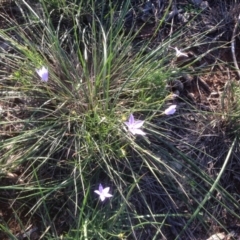 Wahlenbergia sp. (Bluebell) at Hughes Grassy Woodland - 31 Mar 2020 by jennyt