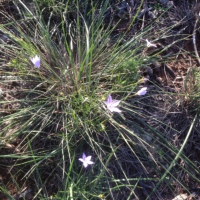 Wahlenbergia sp. (Bluebell) at Hughes Grassy Woodland - 31 Mar 2020 by jennyt