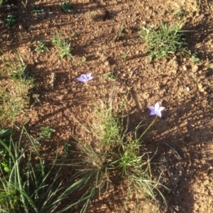 Wahlenbergia sp. at Hughes, ACT - 31 Mar 2020