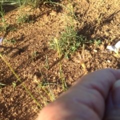 Wahlenbergia sp. at Hughes, ACT - 31 Mar 2020