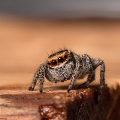Maratus scutulatus (A jumping spider) at Macgregor, ACT - 31 Mar 2020 by Roger