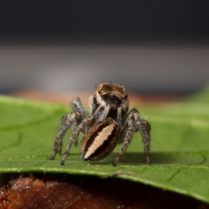 Maratus scutulatus at Macgregor, ACT - 31 Mar 2020