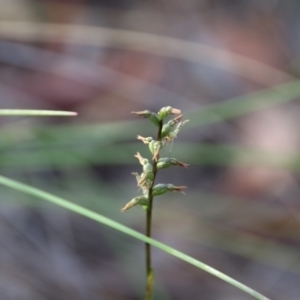 Corunastylis clivicola at Hackett, ACT - 31 Mar 2020