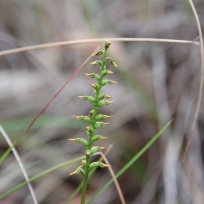 Corunastylis clivicola (Rufous midge orchid) at Hackett, ACT - 30 Mar 2020 by petersan