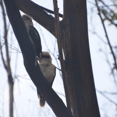 Dacelo novaeguineae (Laughing Kookaburra) at Surf Beach, NSW - 31 Mar 2020 by LyndalT