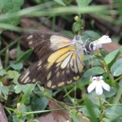 Belenois java (Caper White) at Surf Beach, NSW - 31 Mar 2020 by LyndalT