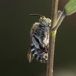 Amegilla sp. (genus) at Higgins, ACT - 31 Mar 2020