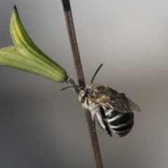 Amegilla sp. (genus) at Higgins, ACT - 31 Mar 2020