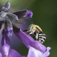 Amegilla sp. (genus) at Higgins, ACT - 31 Mar 2020