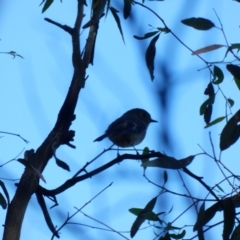 Petroica rosea (Rose Robin) at Red Hill Nature Reserve - 31 Mar 2020 by Ct1000