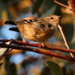 Pardalotus punctatus (Spotted Pardalote) at Deakin, ACT - 31 Mar 2020 by Ct1000