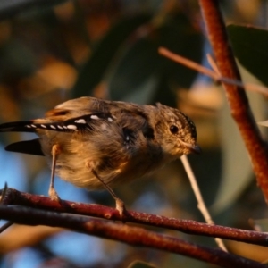 Pardalotus punctatus at Deakin, ACT - 31 Mar 2020