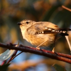 Pardalotus punctatus at Deakin, ACT - 31 Mar 2020