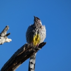 Anthochaera carunculata (Red Wattlebird) at Red Hill Nature Reserve - 31 Mar 2020 by Ct1000