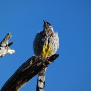 Anthochaera carunculata at Deakin, ACT - 31 Mar 2020