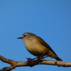 Acanthiza chrysorrhoa (Yellow-rumped Thornbill) at Deakin, ACT - 31 Mar 2020 by Ct1000