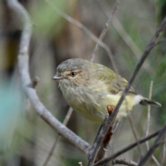 Smicrornis brevirostris (Weebill) at Red Hill Nature Reserve - 29 Mar 2020 by Ct1000