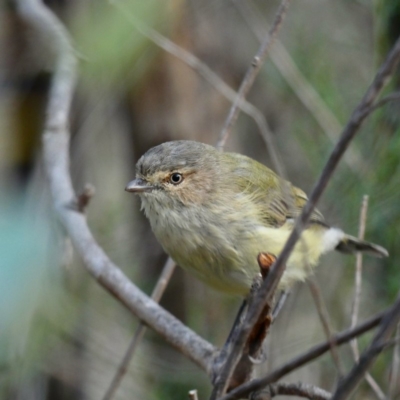 Smicrornis brevirostris (Weebill) at Red Hill Nature Reserve - 29 Mar 2020 by Ct1000