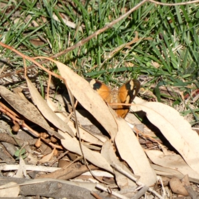Heteronympha merope (Common Brown Butterfly) at Red Hill Nature Reserve - 31 Mar 2020 by Ct1000