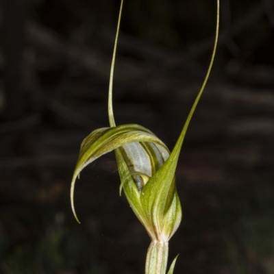 Diplodium ampliatum (Large Autumn Greenhood) at Gossan Hill - 31 Mar 2020 by DerekC