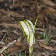 Diplodium ampliatum at Bruce, ACT - 31 Mar 2020