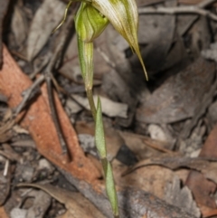 Diplodium ampliatum at Bruce, ACT - 31 Mar 2020