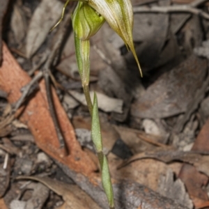 Diplodium ampliatum at Bruce, ACT - 31 Mar 2020