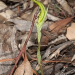 Diplodium ampliatum at Bruce, ACT - suppressed