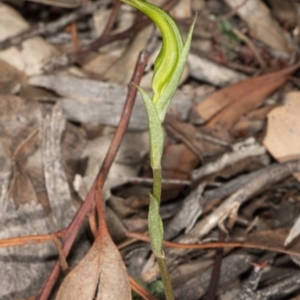 Diplodium ampliatum at Bruce, ACT - suppressed