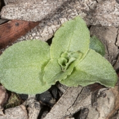 Diplodium ampliatum at Bruce, ACT - suppressed