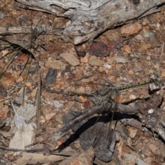 Orthetrum caledonicum (Blue Skimmer) at Red Hill Nature Reserve - 30 Mar 2020 by JackyF