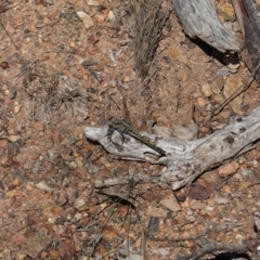 Orthetrum caledonicum at Hughes, ACT - 30 Mar 2020